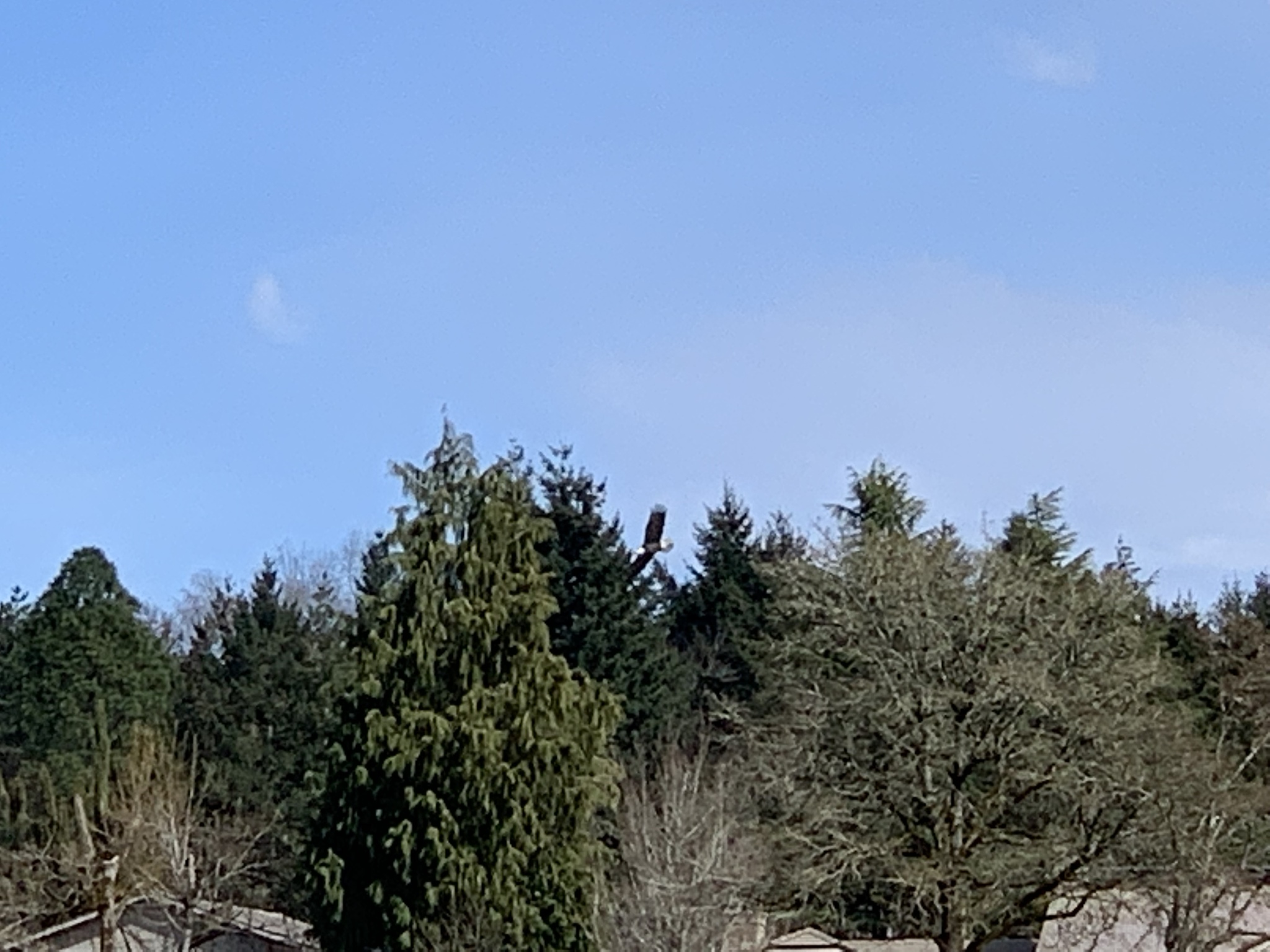 Haliaeetus leucocephalus