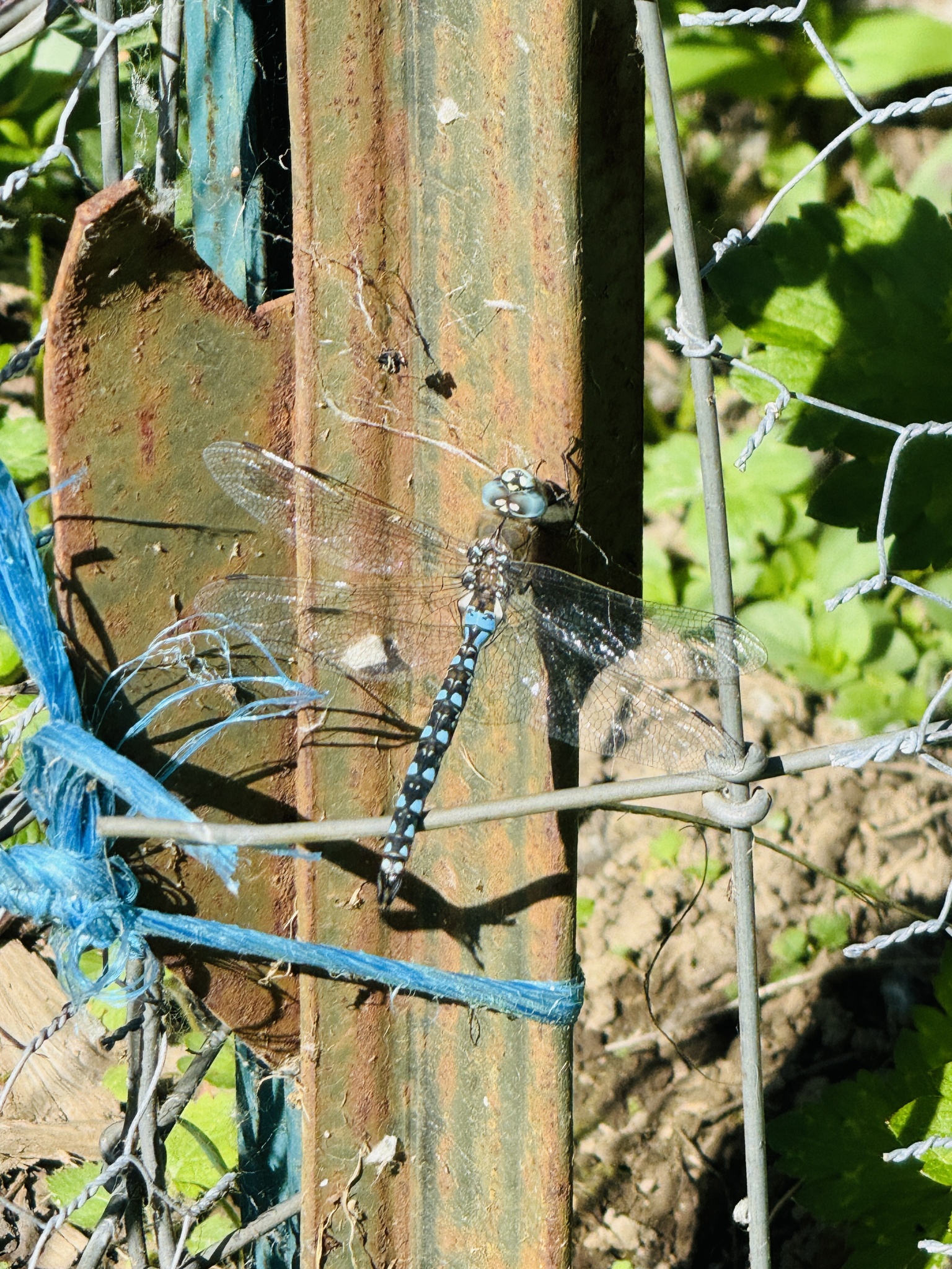 Rhionaeschna californica