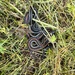 Northwestern Garter Snake