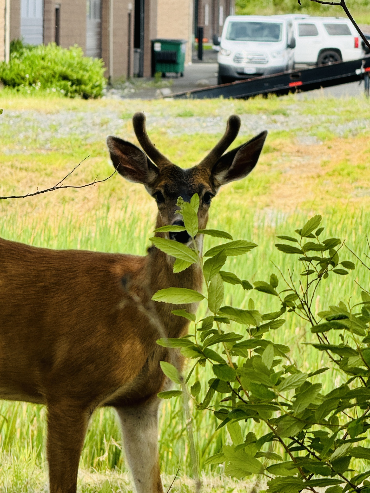 Odocoileus hemionus columbianus