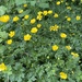 buttercups