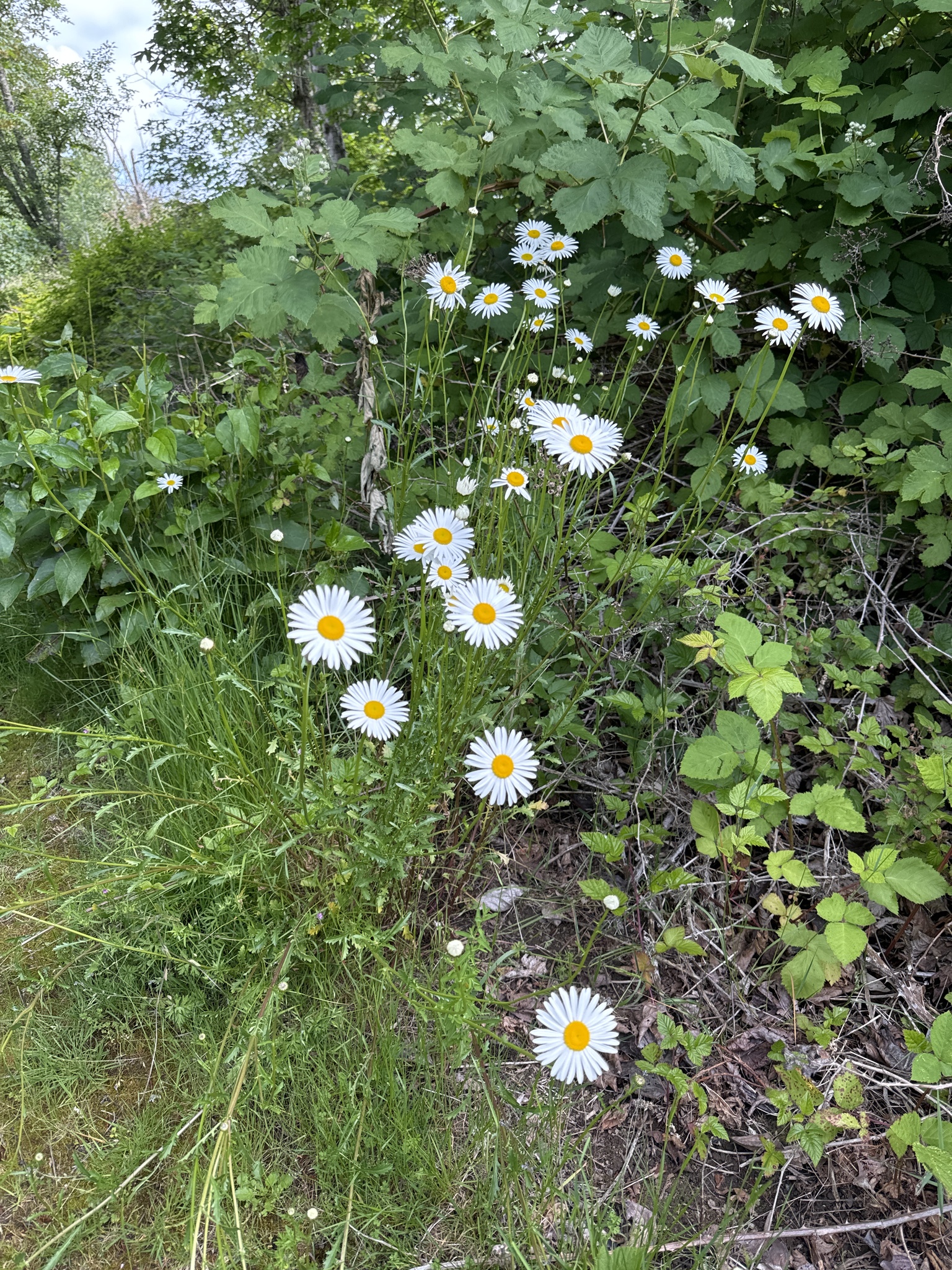 Leucanthemum vulgare