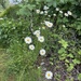 oxeye daisy