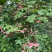 Vine Maple