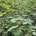 slender stinging nettle