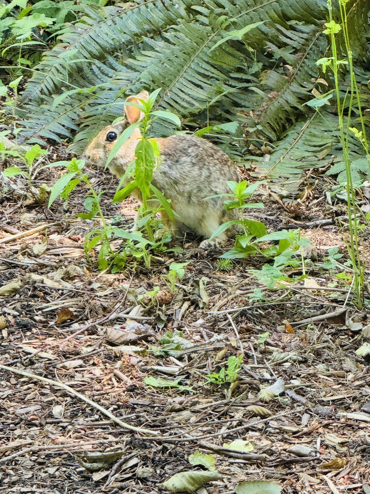 Sylvilagus floridanus