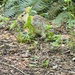 Eastern Cottontail