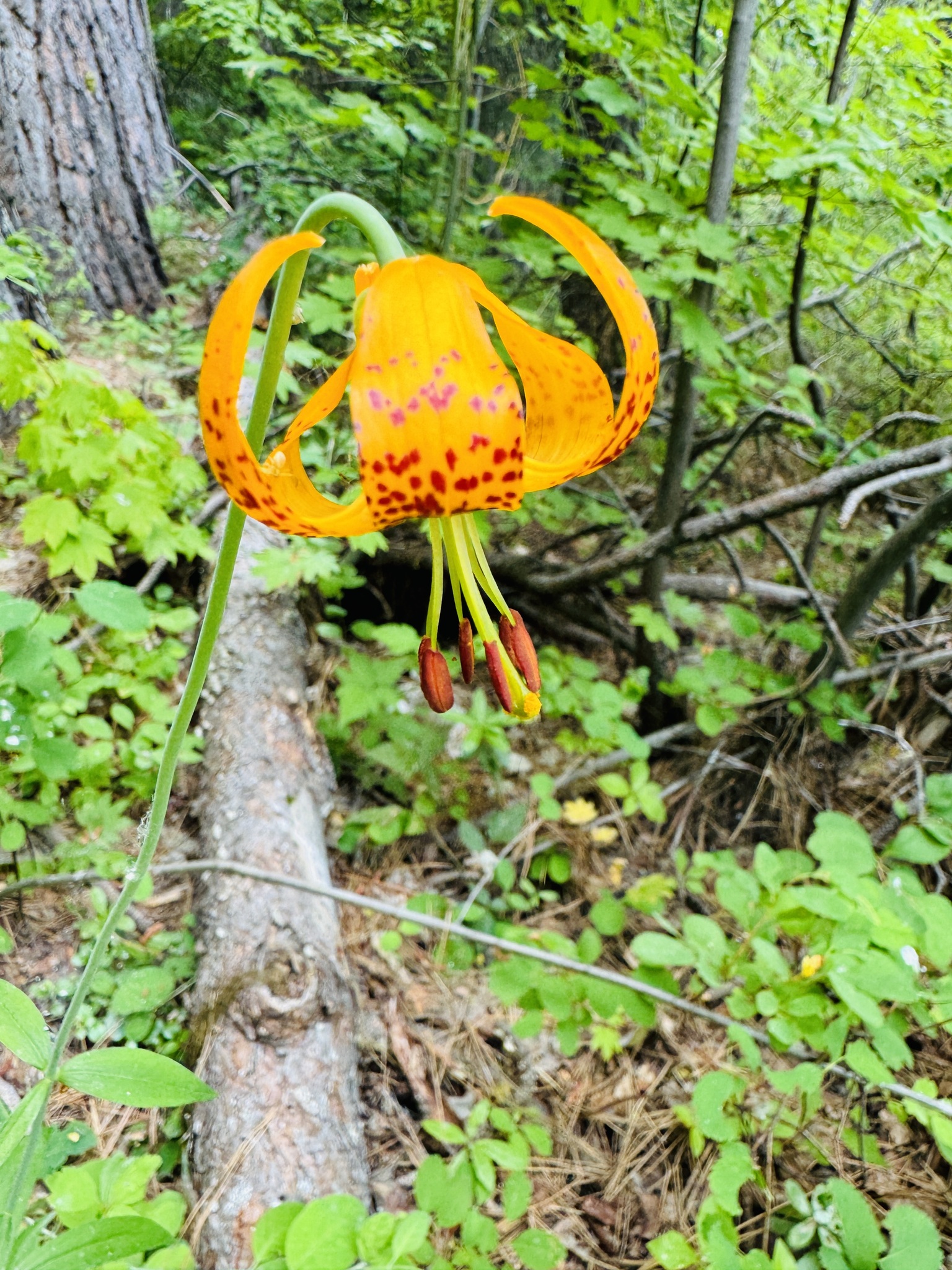 Lilium columbianum