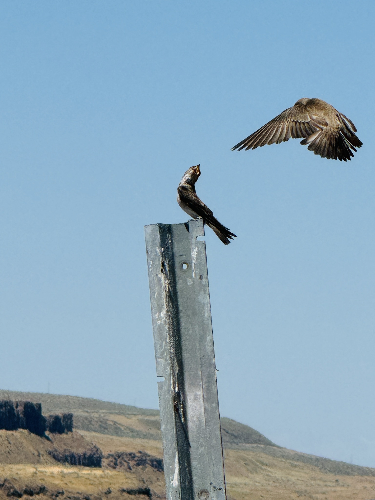 Stelgidopteryx serripennis