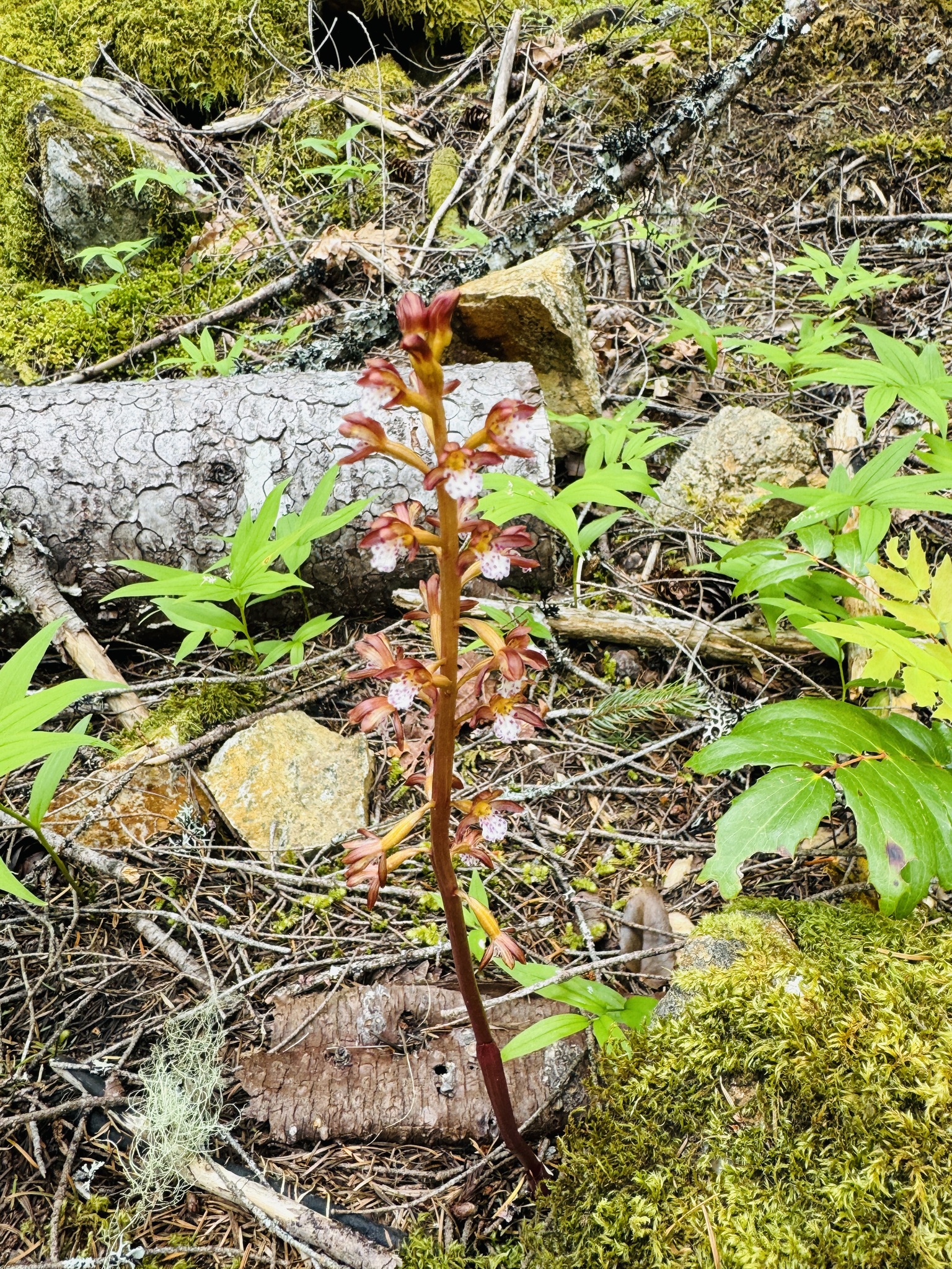 Corallorhiza maculata