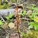 spotted coralroot