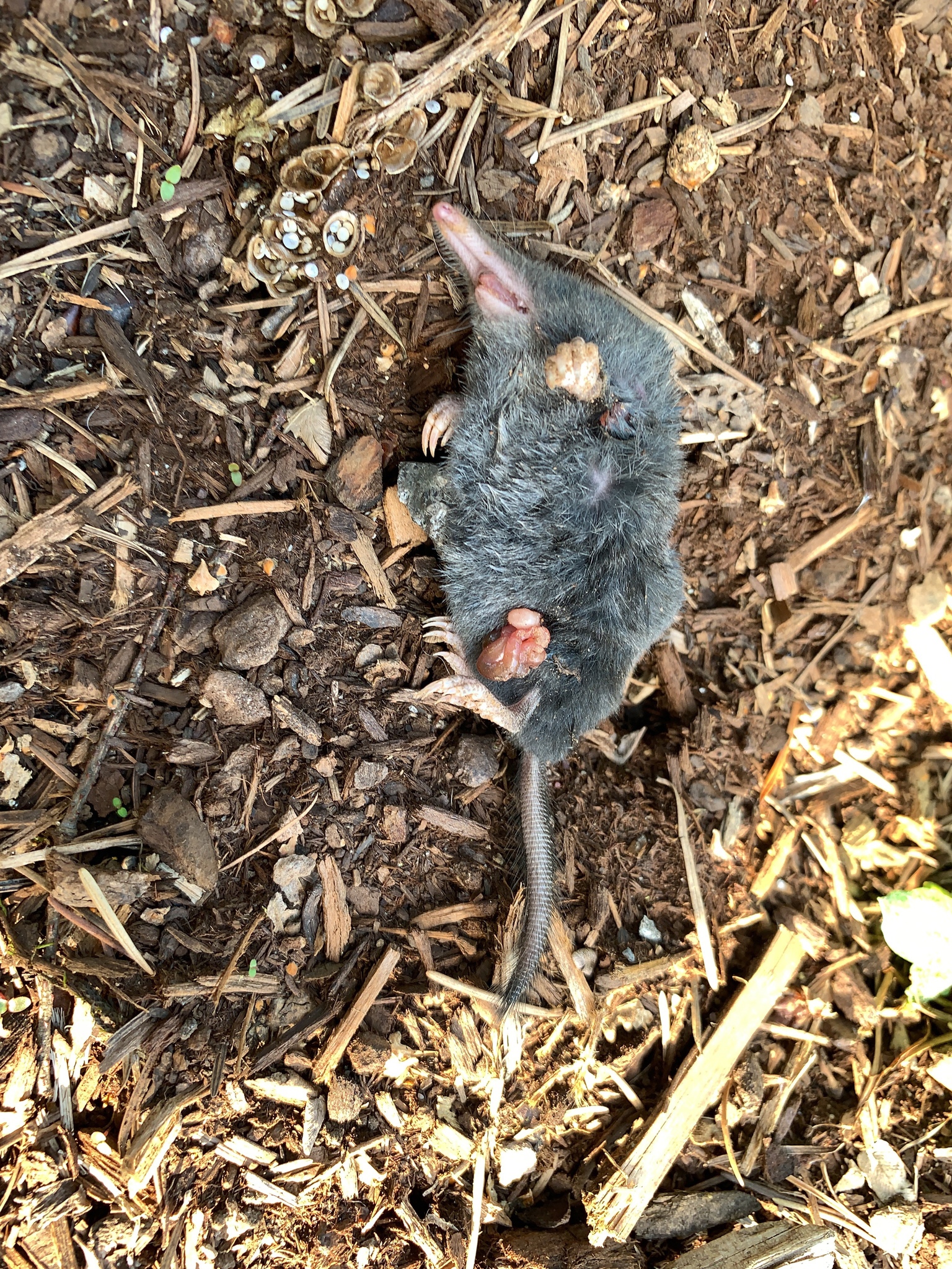 Neurotrichus gibbsii