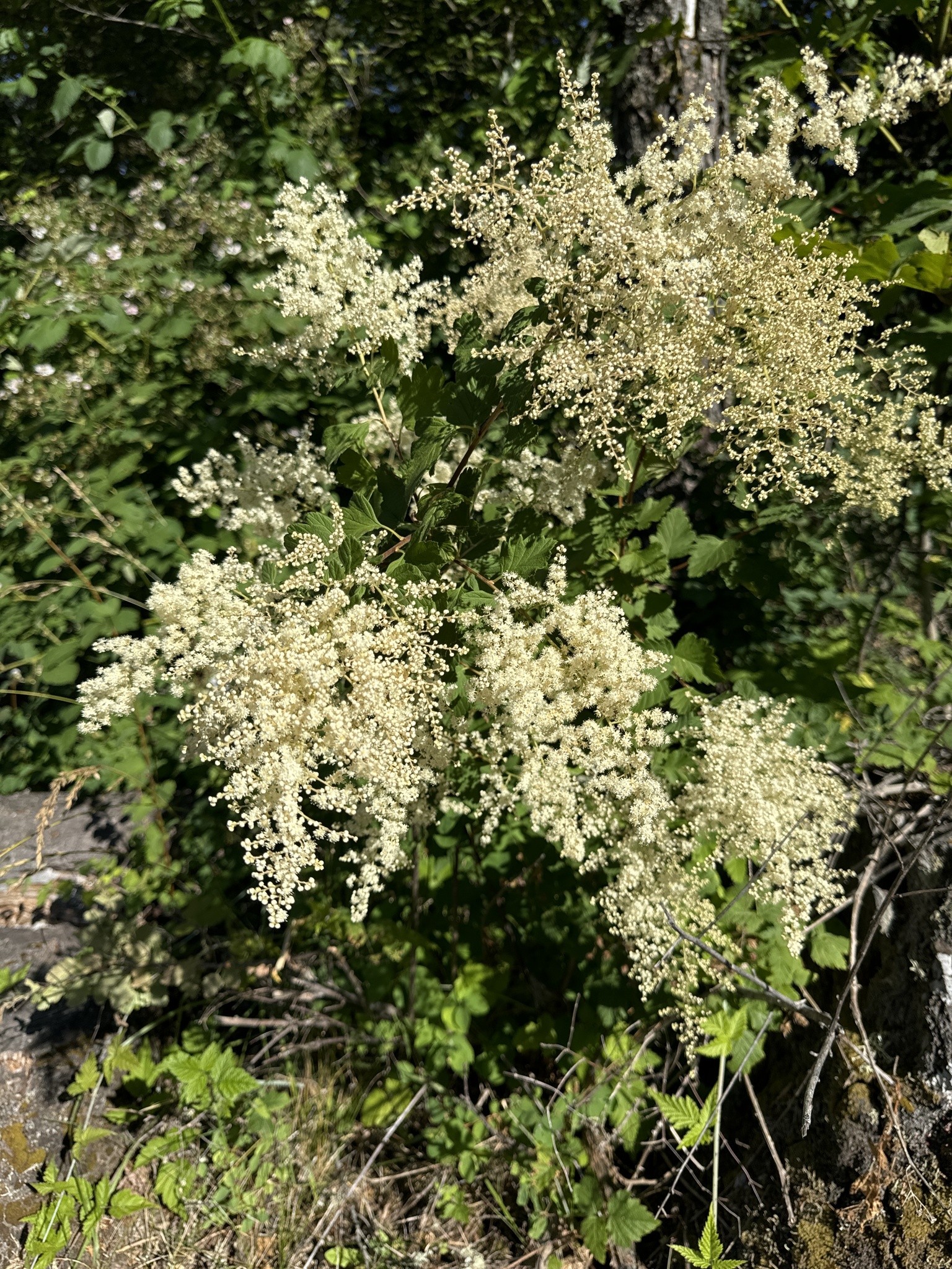 Holodiscus discolor