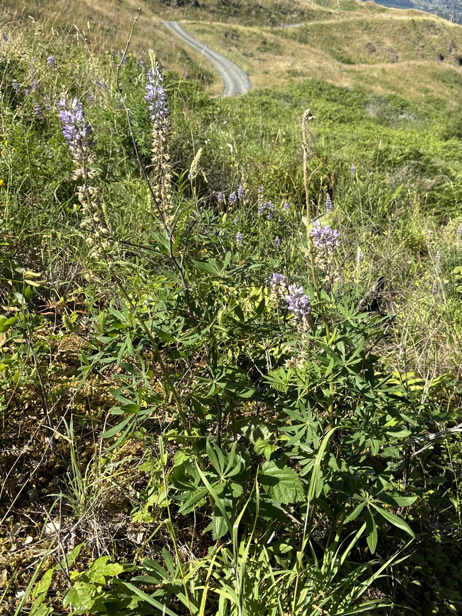 Lupinus latifolius