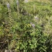 Broadleaf Lupine