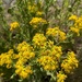 ragwort