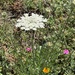 wild carrot