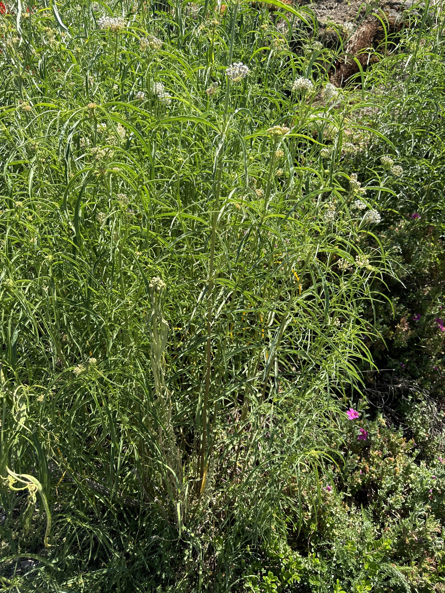 Asclepias fascicularis