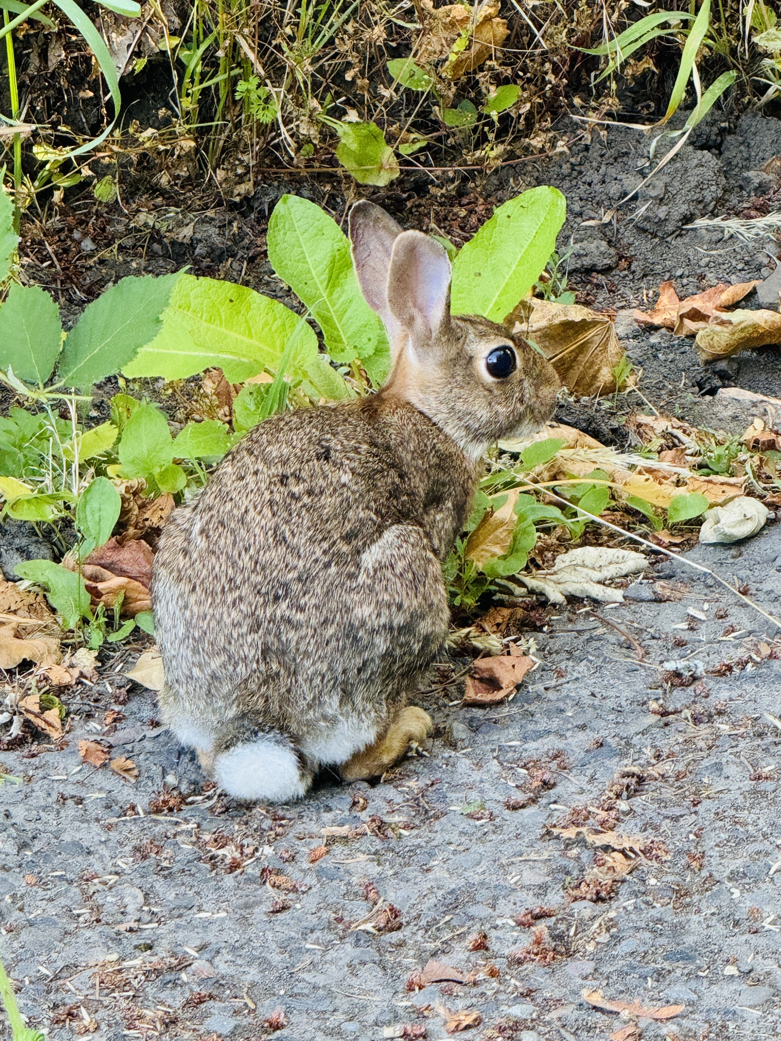 Sylvilagus