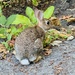 Cottontail Rabbits