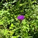 black knapweed