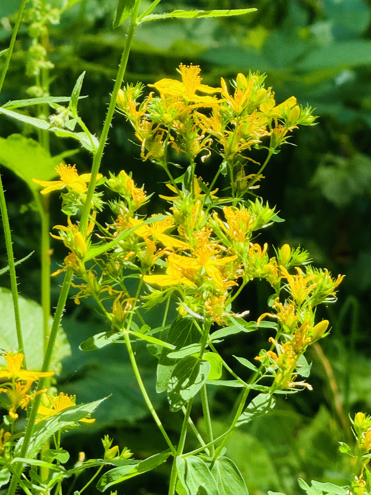 Hypericum perforatum