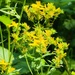 Common St. John's Wort