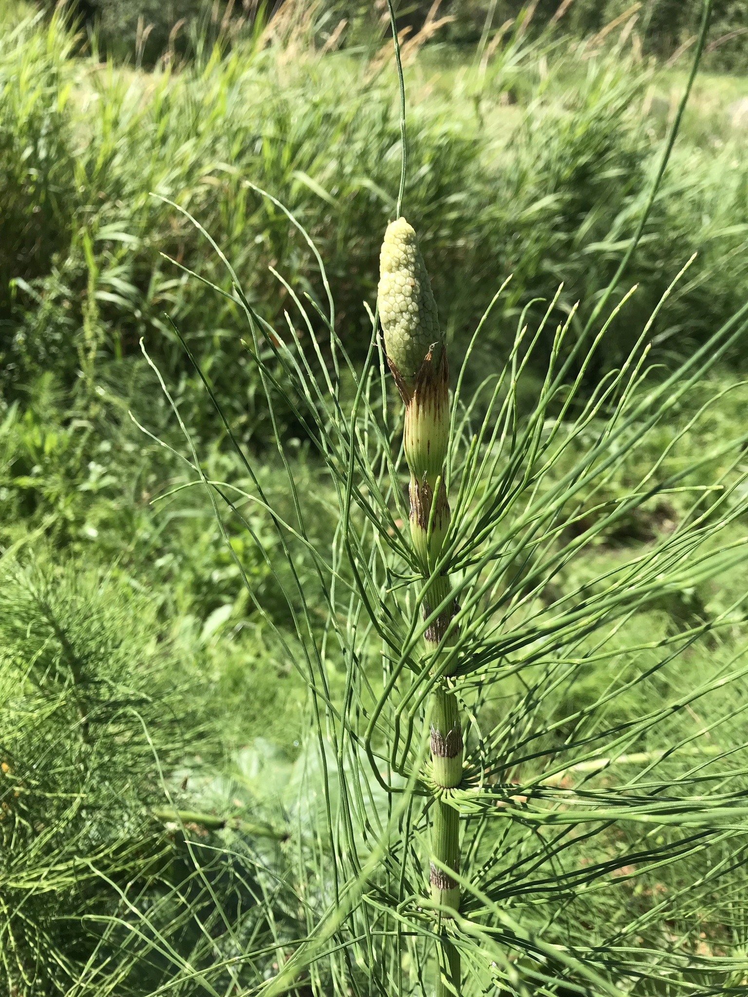Equisetum telmateia braunii
