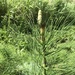 Braun's Giant Horsetail