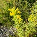 Yellow Glandweed