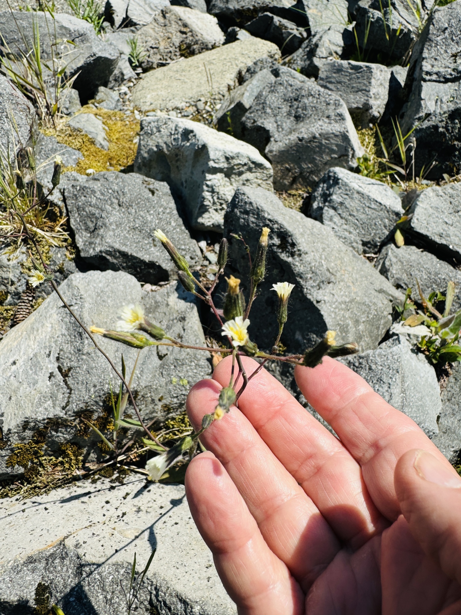 Hieracium albiflorum