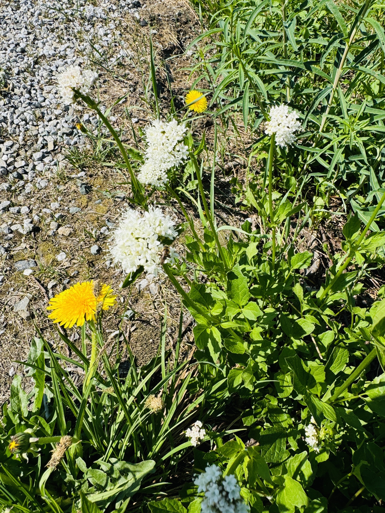 Valeriana sitchensis