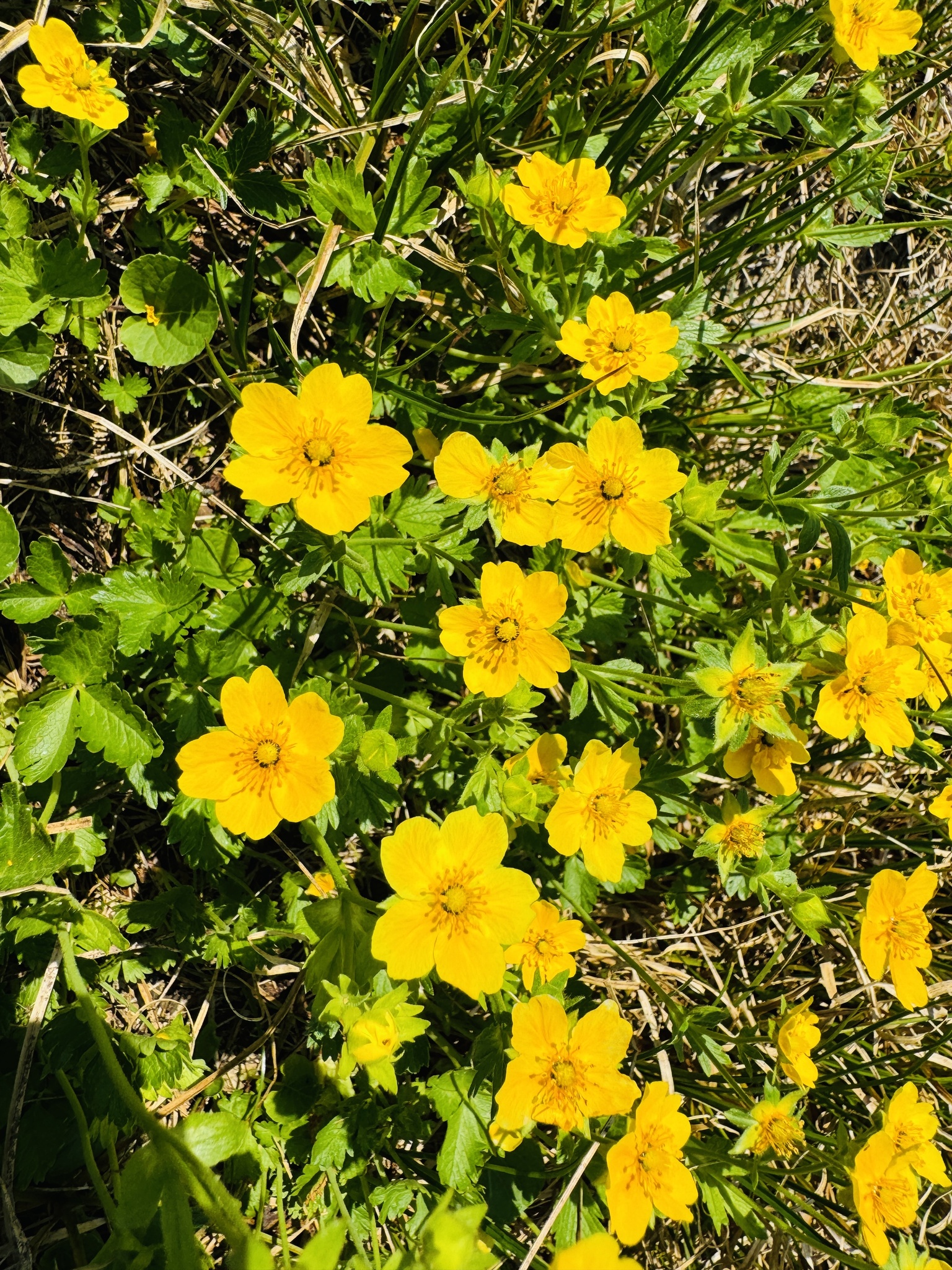 Potentilla flabellifolia