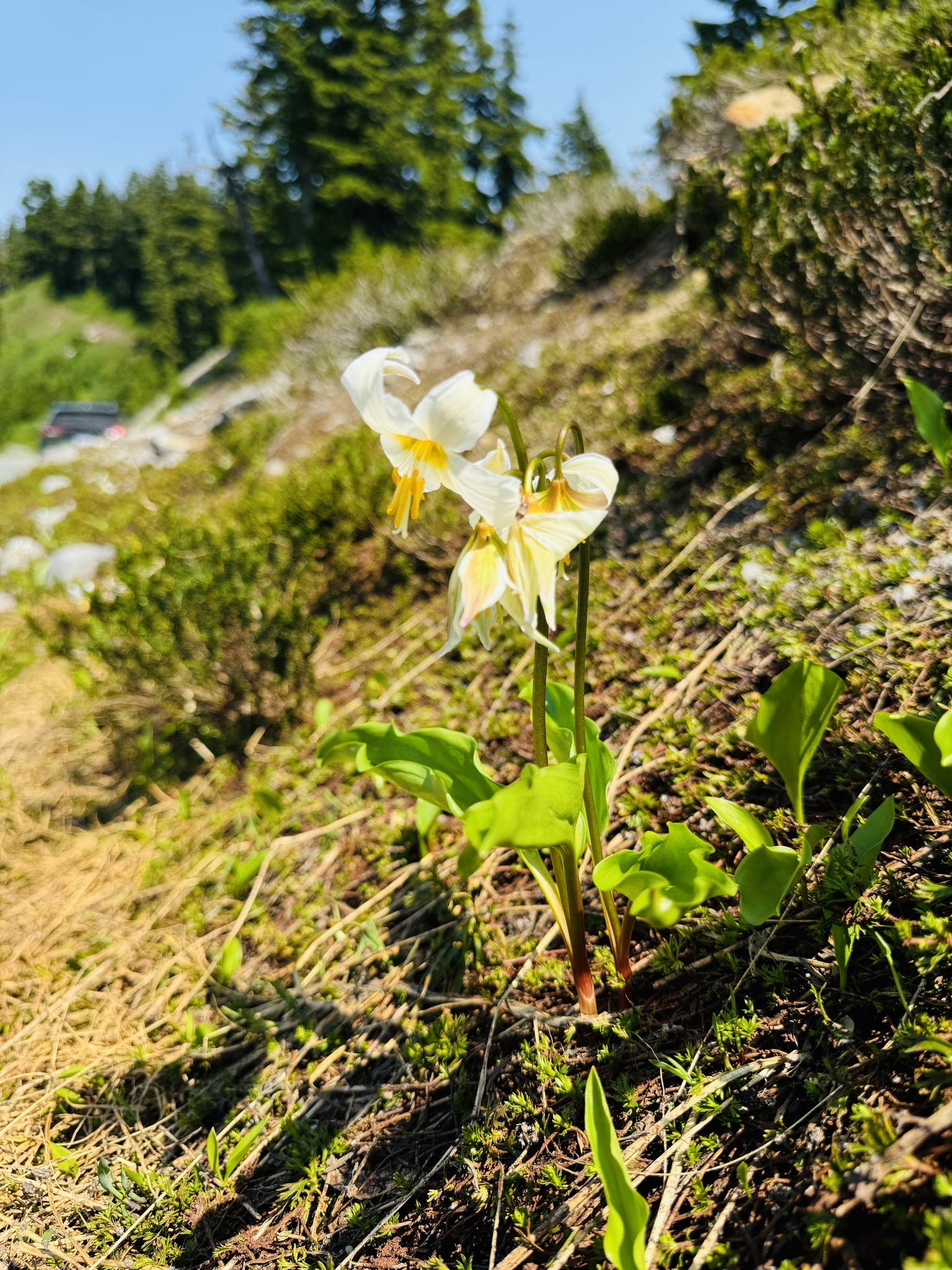 Erythronium montanum