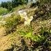 Avalanche lily