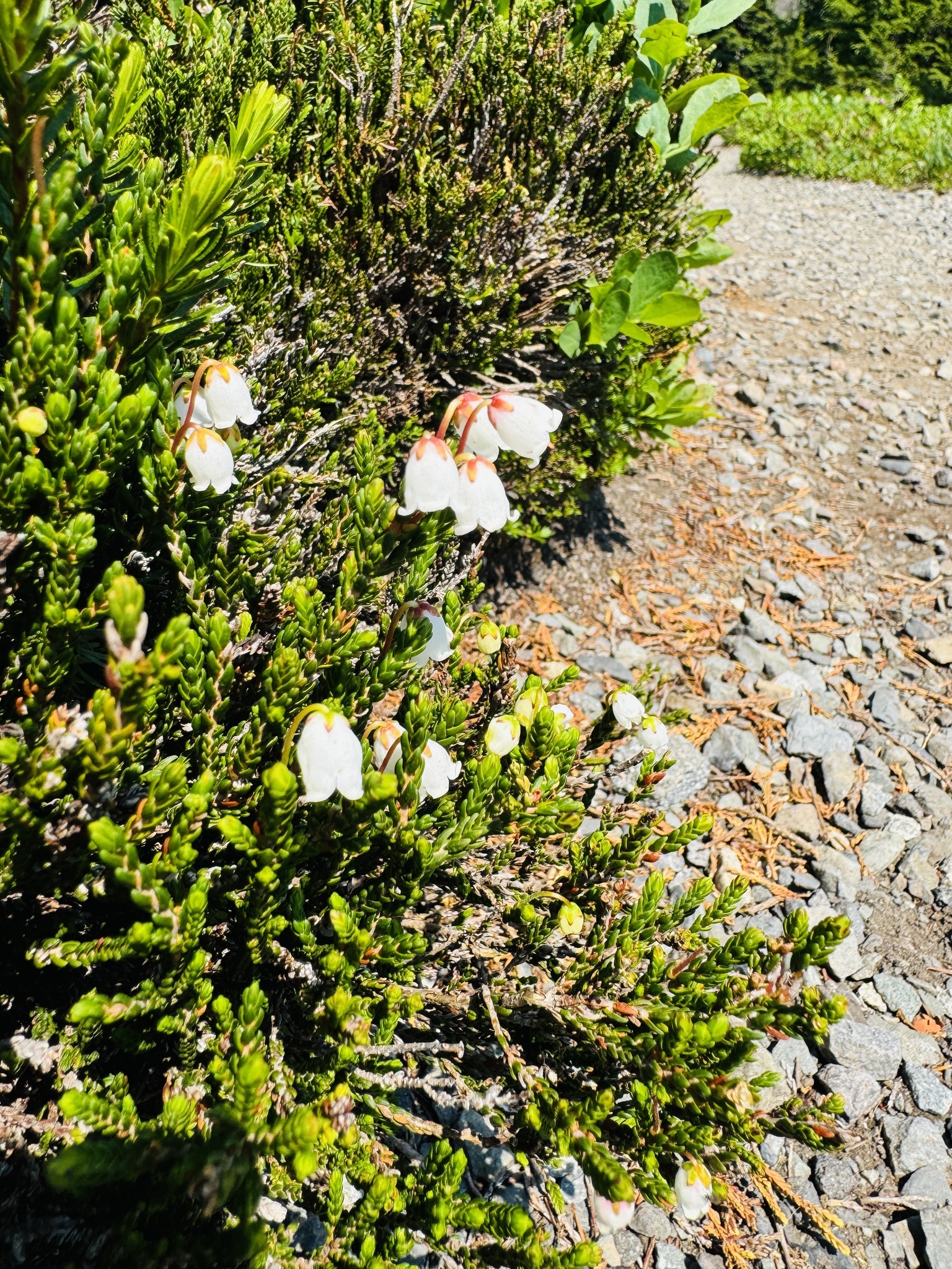 Cassiope mertensiana