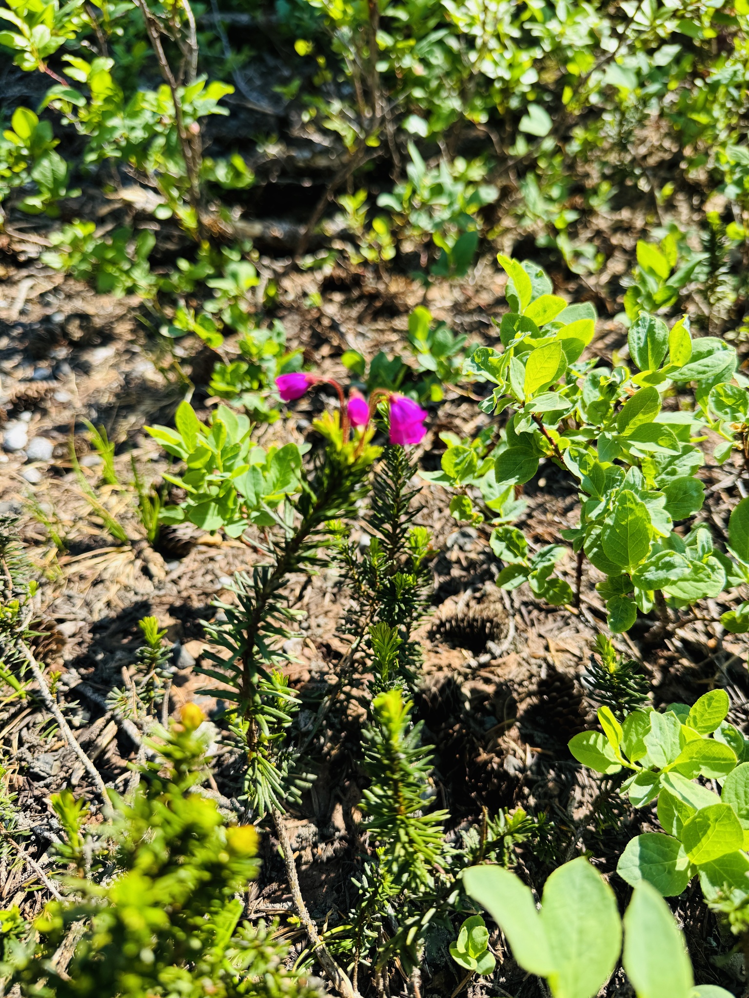 Phyllodoce empetriformis