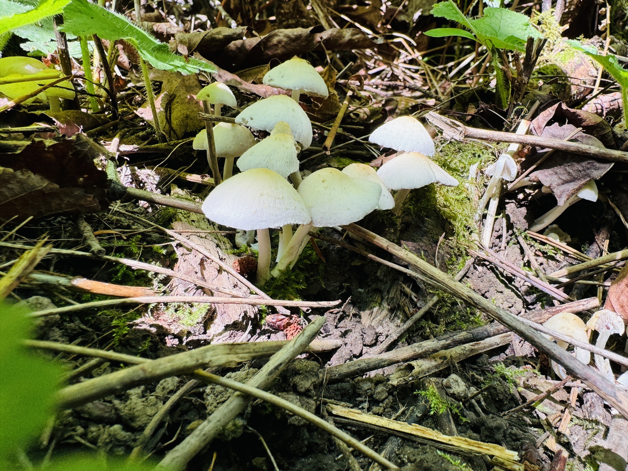 Mycena galericulata