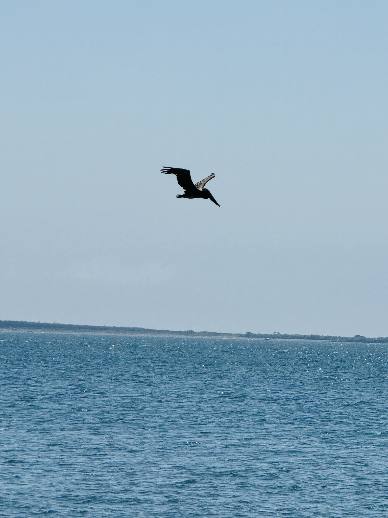 Pelecanus occidentalis