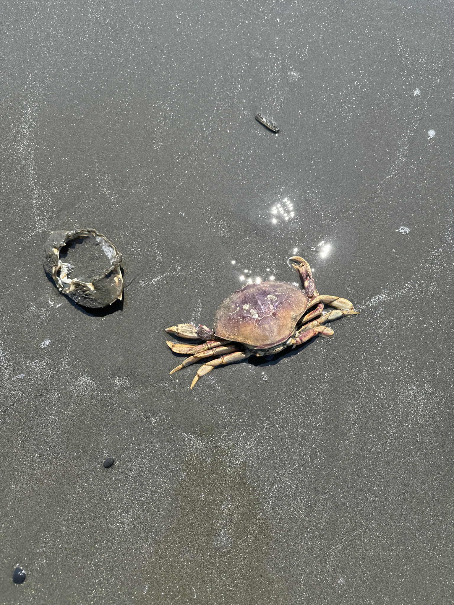 Metacarcinus magister