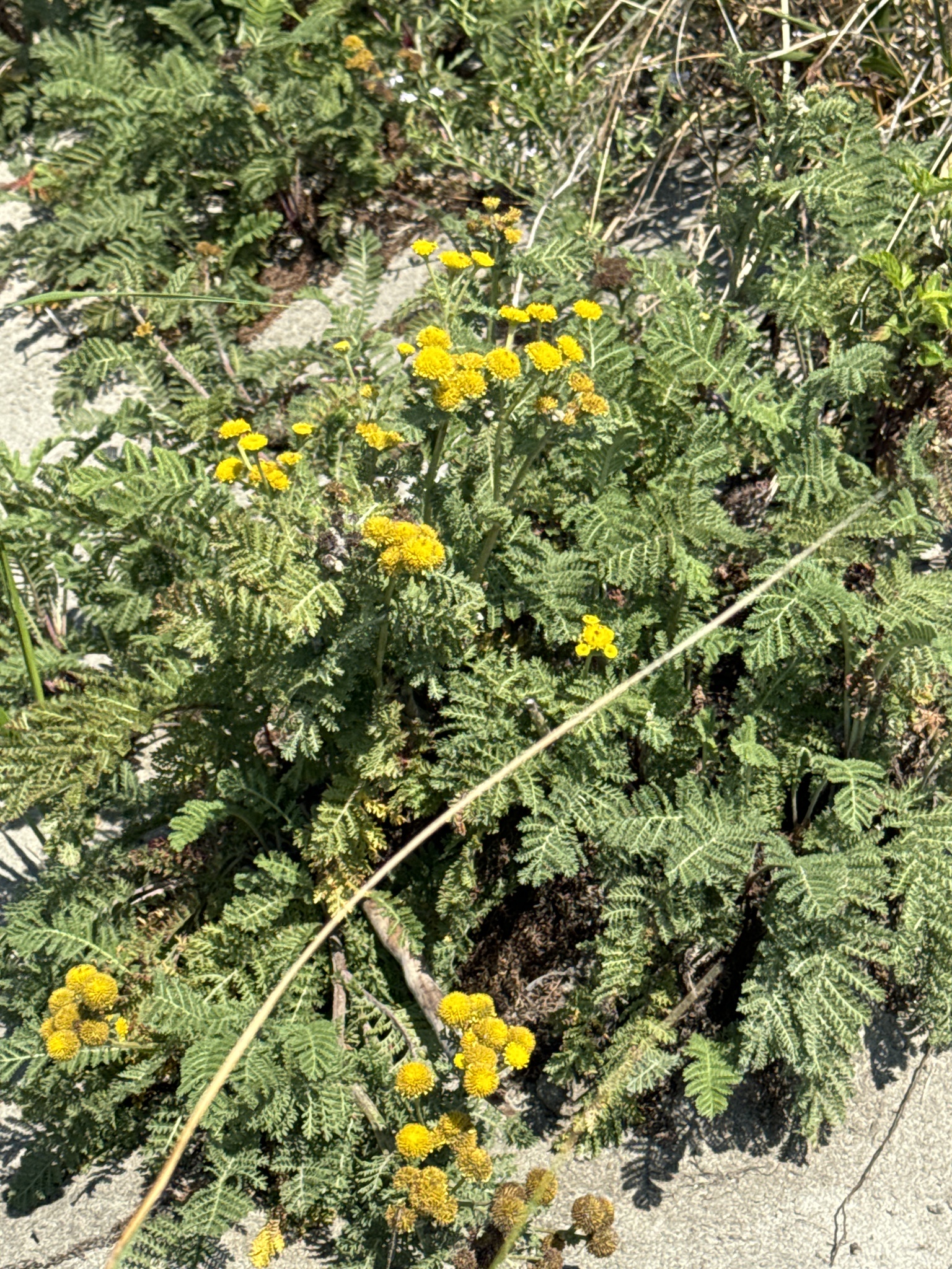 Tanacetum bipinnatum
