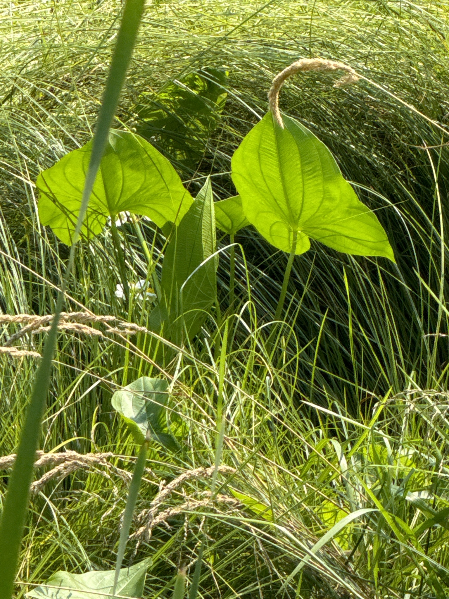 Sagittaria latifolia