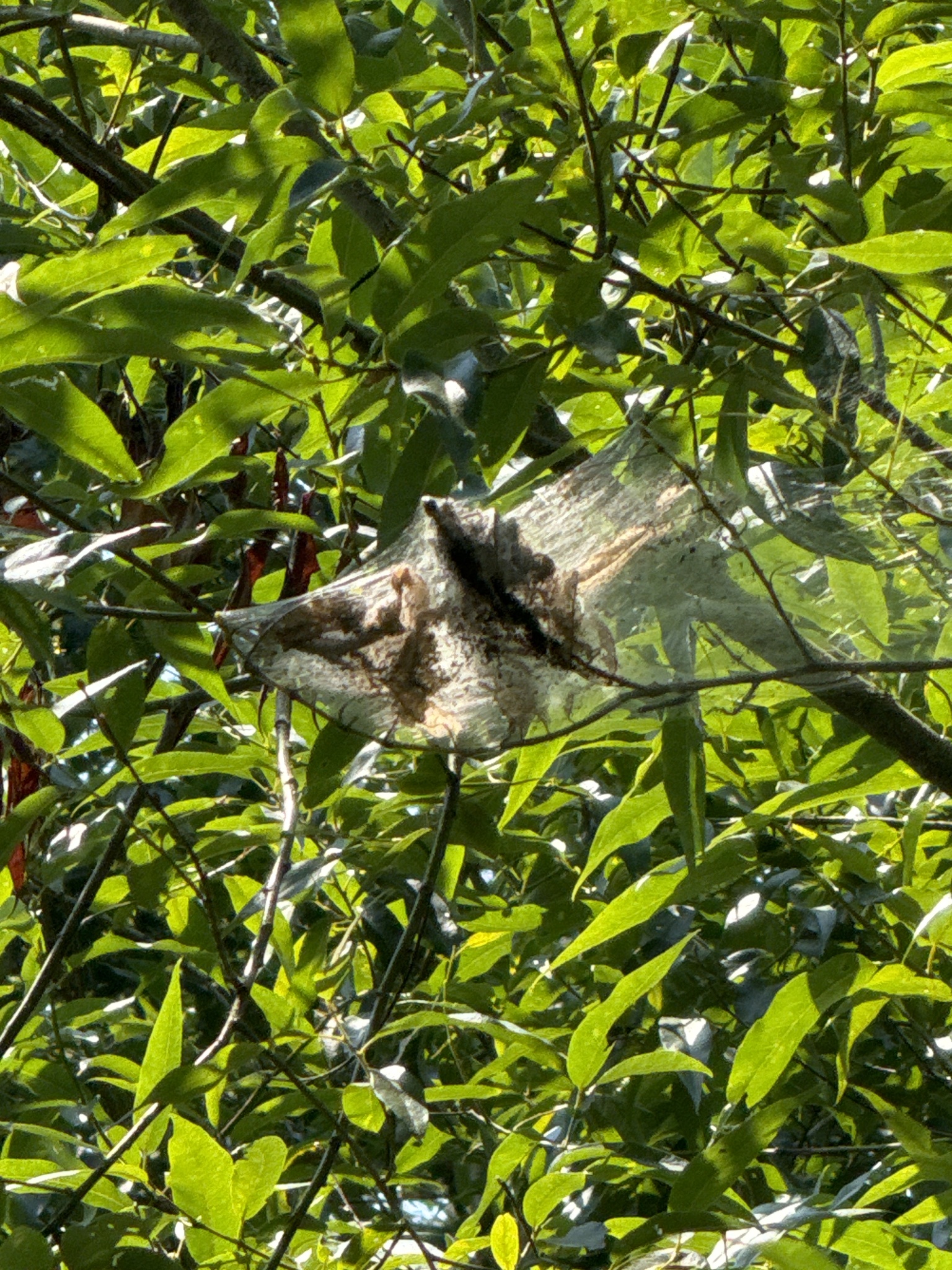 Malacosoma californica