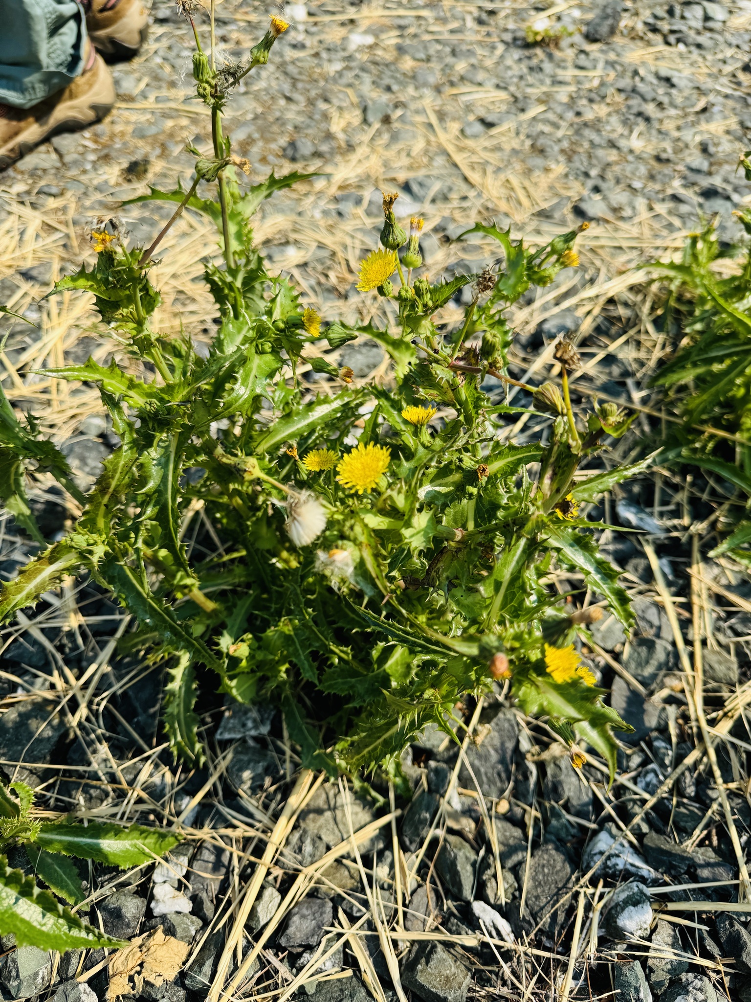 Sonchus asper