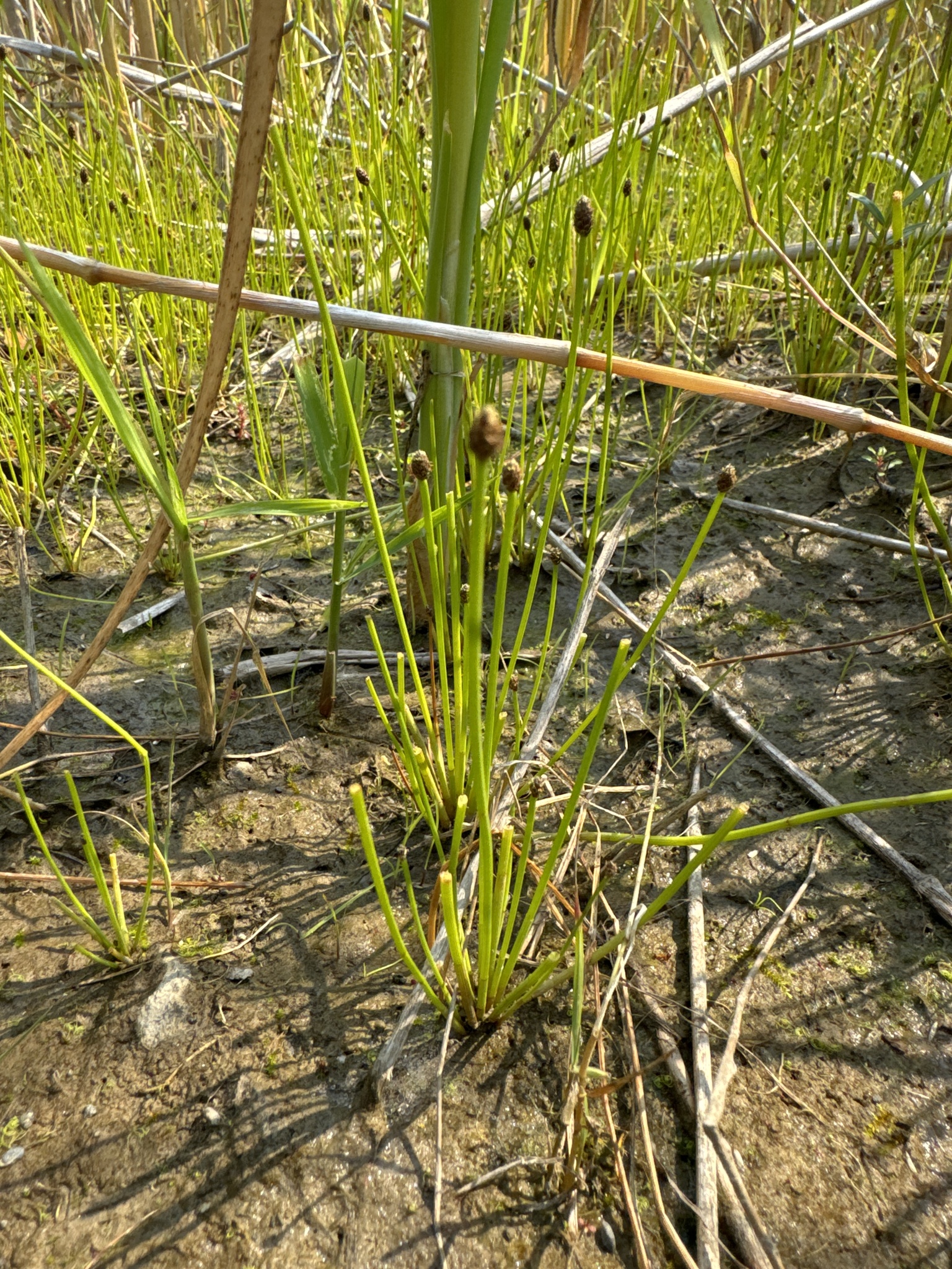 Eleocharis obtusa