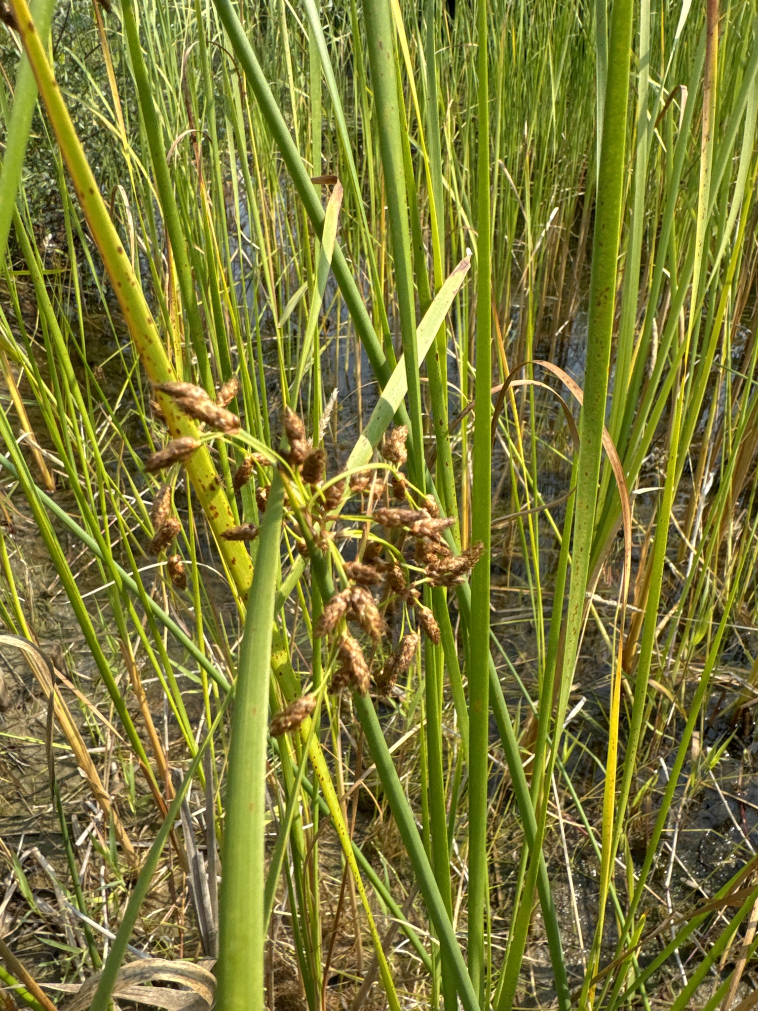 Schoenoplectus tabernaemontani