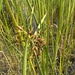 soft-stemmed bulrush
