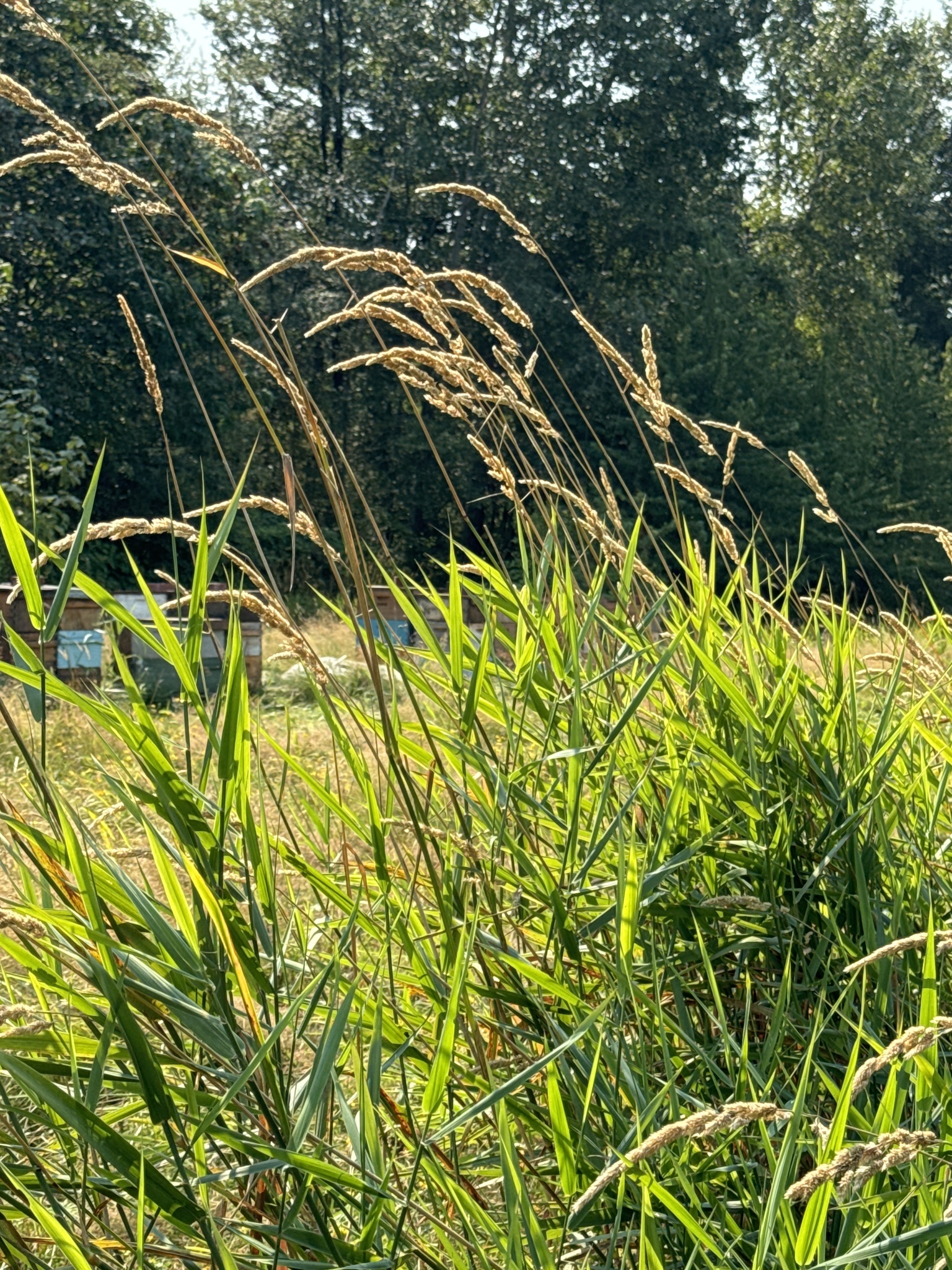 Phalaris arundinacea