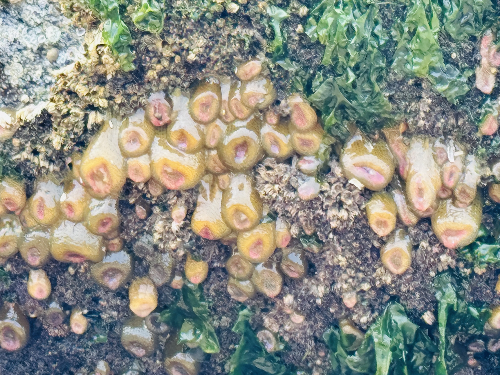 Anthopleura elegantissima