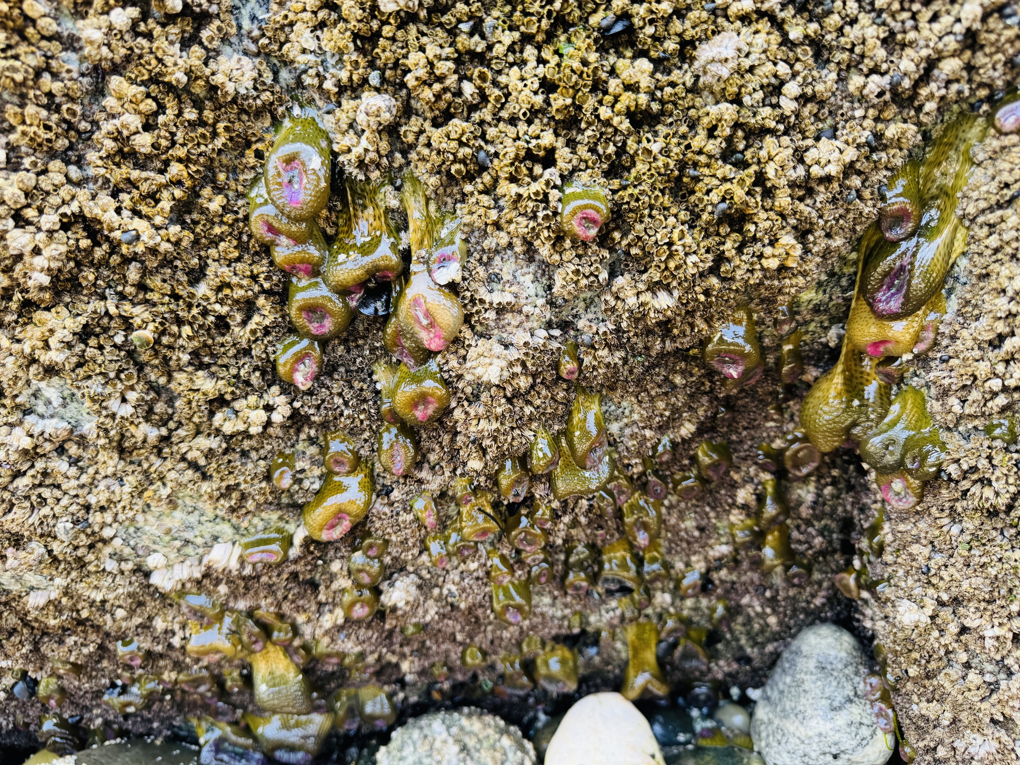 Anthopleura elegantissima